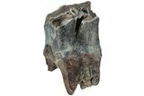 Fossil Woolly Rhino (Coelodonta) Tooth - Siberia #225594-1